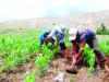 Destinan S/ 145 millones para 173 000 agricultores