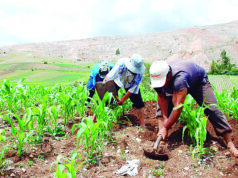 Destinan S/ 145 millones para 173 000 agricultores