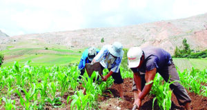 Destinan S/ 145 millones para 173 000 agricultores
