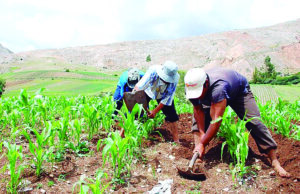 Destinan S/ 145 millones para 173 000 agricultores