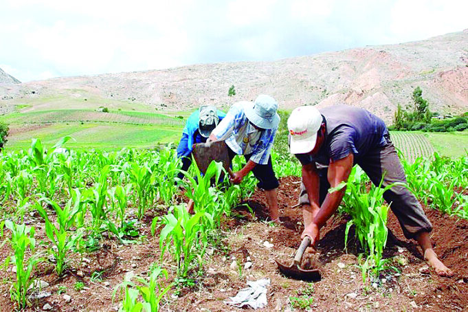 Destinan S/ 145 millones para 173 000 agricultores