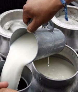 Debido al bloqueo de carreteras, la producción de leche se redujo a un 50%.