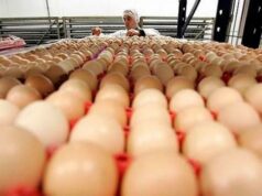 El precio de huevos en el sur está subiendo por la falta de abastecimiento y por la poca oferta