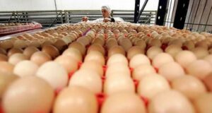 El precio de huevos en el sur está subiendo por la falta de abastecimiento y por la poca oferta