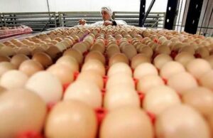 El precio de huevos en el sur está subiendo por la falta de abastecimiento y por la poca oferta
