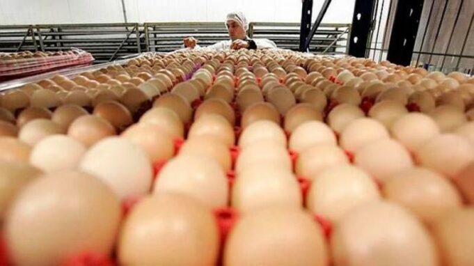 El precio de huevos en el sur está subiendo por la falta de abastecimiento y por la poca oferta