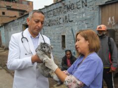 Carpas y asistencia para damnificados de incendio en Surco