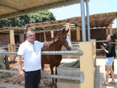 Reabren Asociación Cultural del Caballo Peruano de Paso