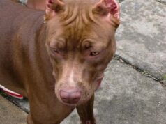 Pitbull deja grave a niño