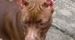 Pitbull deja grave a niño