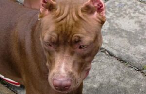 Pitbull deja grave a niño