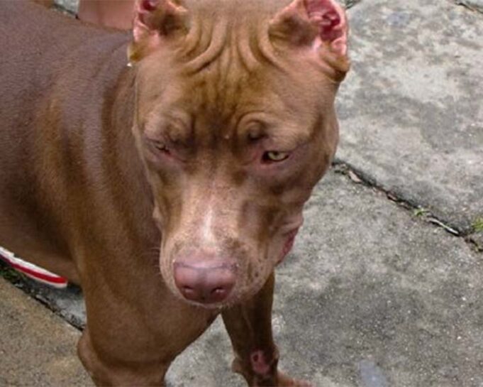 Pitbull deja grave a niño