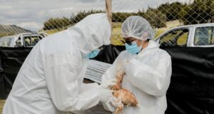 Minsa: realizarán simulación multisectorial ante caso probable de influenza aviar en el Perú