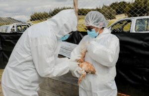 Minsa: realizarán simulación multisectorial ante caso probable de influenza aviar en el Perú