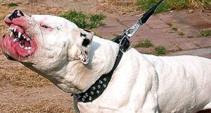 Pitbull causa temor entre vecinos de Jesús María