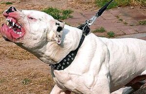 Pitbull causa temor entre  vecinos de Jesús María