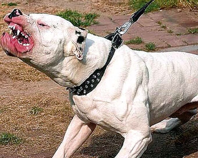 Pitbull causa temor entre vecinos de Jesús María