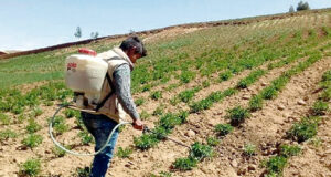 Agrobanco financió 185,234 hectáreas y producción de 427,000 cabezas de ganado