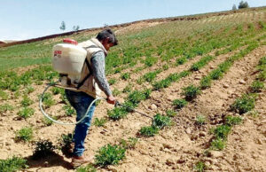 Agrobanco financió 185,234 hectáreas y producción de 427,000 cabezas de ganado