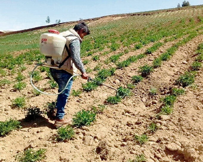 Agrobanco financió 185,234 hectáreas y producción de 427,000 cabezas de ganado
