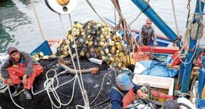 Aprueba bono de S/ 500 en favor de pescadores artesanales