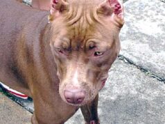 Pitbull deja grave a niño