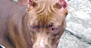 Pitbull deja grave a niño