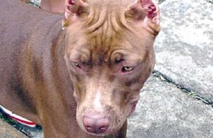 Pitbull deja grave a niño