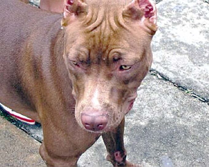 Pitbull deja grave a niño