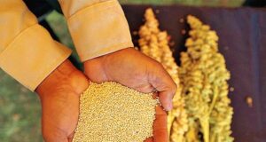 Superalimentos peruanos destacan en Europa