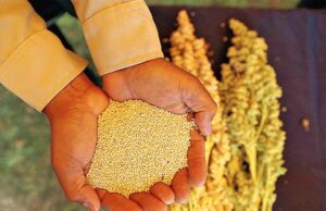 Superalimentos peruanos destacan en Europa