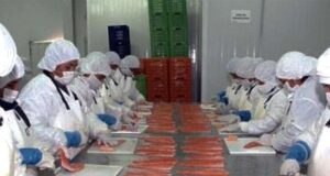 Exportaciones no tradicionales crecieron 11,4%