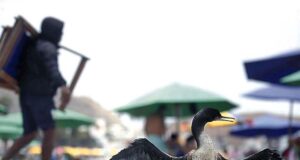 Realizarán simulación multisectorial preventivo