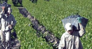 Argentina. Proyectan caída de producción de vino