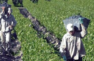 Argentina. Proyectan caída de producción de vino