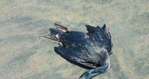 Hallan muertos a 10 lobos marinos y 200 aves de mar