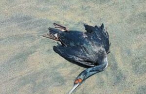 Hallan muertos a 10 lobos marinos y 200 aves de mar