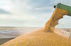 Argentina. Millonaria maniobra de las grandes cerealeras