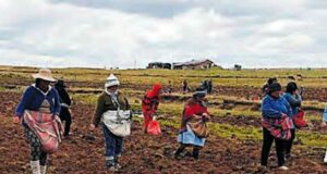 Más de 16 000 hectáreas en peligro por sequía en Puno