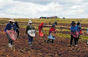 Más de 16 000 hectáreas en peligro por sequía en Puno