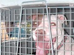 Niño grave luego de ser atacado por pitbull