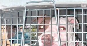 Niño grave luego de ser atacado por pitbull