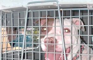 Niño grave luego de ser atacado por pitbull