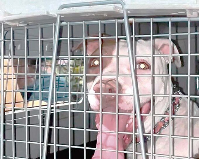 Niño grave luego de ser atacado por pitbull