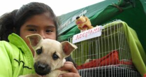 Chorrillos anuncia gran campaña veterinaria para este fin de semana