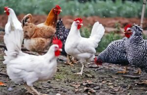 Amplían emergencia sanitaria a nivel nacional por gripe aviar