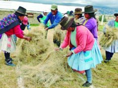 Serfor en Huancavelica: Impulsa uso de ichu para mitigar incendios forestales