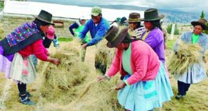 Serfor en Huancavelica: Impulsa uso de ichu para mitigar incendios forestales