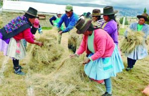 Serfor en Huancavelica:  Impulsa uso de ichu para mitigar incendios forestales