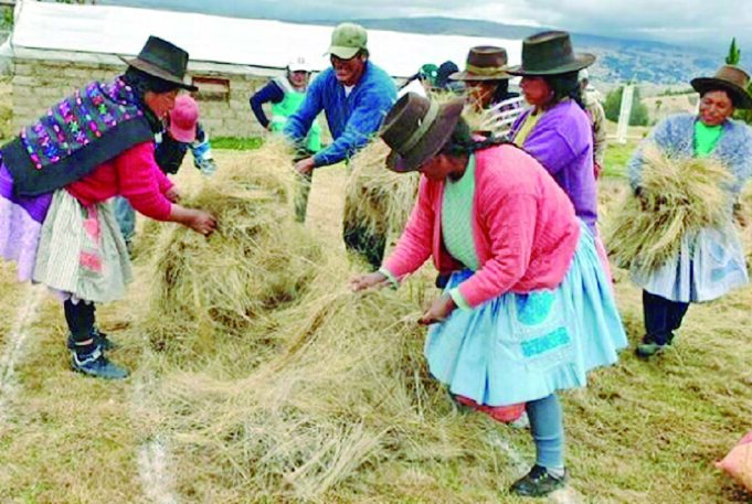 Serfor en Huancavelica: Impulsa uso de ichu para mitigar incendios forestales
